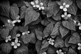 Houttuynia_cordata
