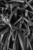 Lilly_foliage