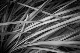 Ornamental_grass