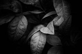 Peony_leaves