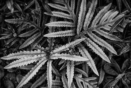 Sensitive_ferns