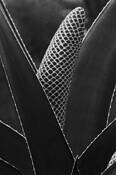 Emergence_1