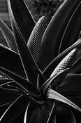 Emergence_2