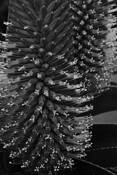 Full_bloom_2