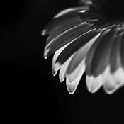Gently