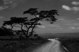 Zebra_road