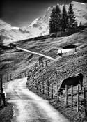 Country_road__9