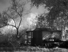 Madrona_marsh