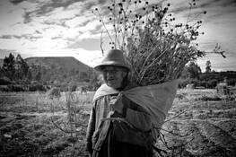 Cleaning_the_field