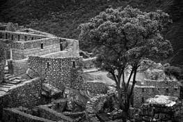 Tree_in_ruine