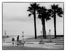 Three_palms
