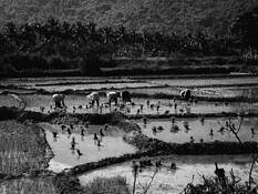Locals_work