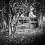 Stand_of_trees