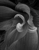 Hellebore_ballet