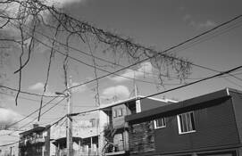 Creepers_and_cables