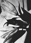 Lilies