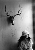 Mule_deer