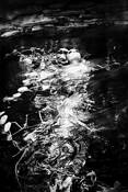 Water_spirit