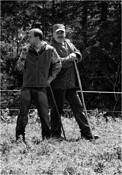 Cow_fights_6