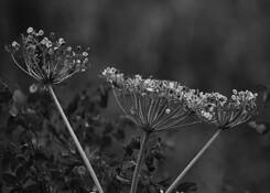 Three_sisters