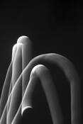 Moon_dance_8
