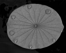 Leaf_art__1
