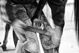 Farrier_4