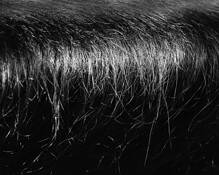 Equines_2