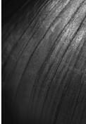 Macro_garlic_skin