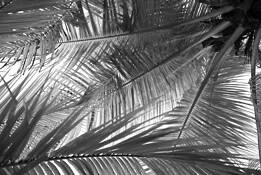 Fronds_2