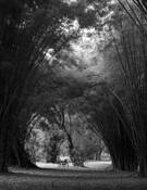 A_wheel_chair