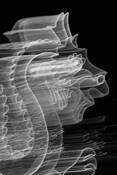 Dragonhead
