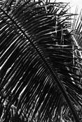 Fronds
