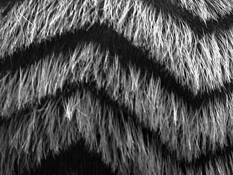 Straw_hair