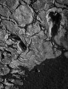 Ancient_footprints_in_volcanic_ash