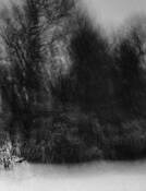 Arboreal_plate_4