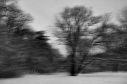 Arboreal_plate_5
