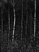 Arboreal_plate_6