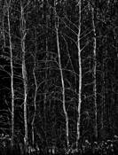 Arboreal_plate_7