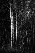 Arboreal_plate_8