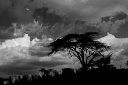 Acacia_tree