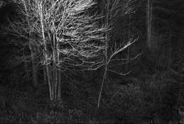 Winter_light