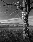 Cades_cove_morning