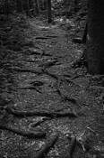 The_path_upon_which_i_stumble