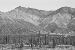 Denali_national_park_1
