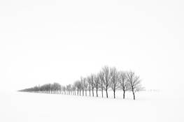 Shelter_belt_2