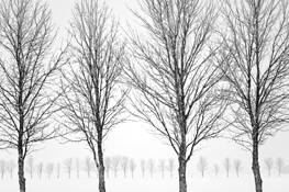 Tree_rows