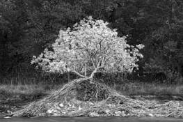 Uprooted