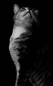 Feline_diva
