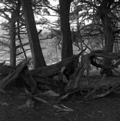 Pt__lobos